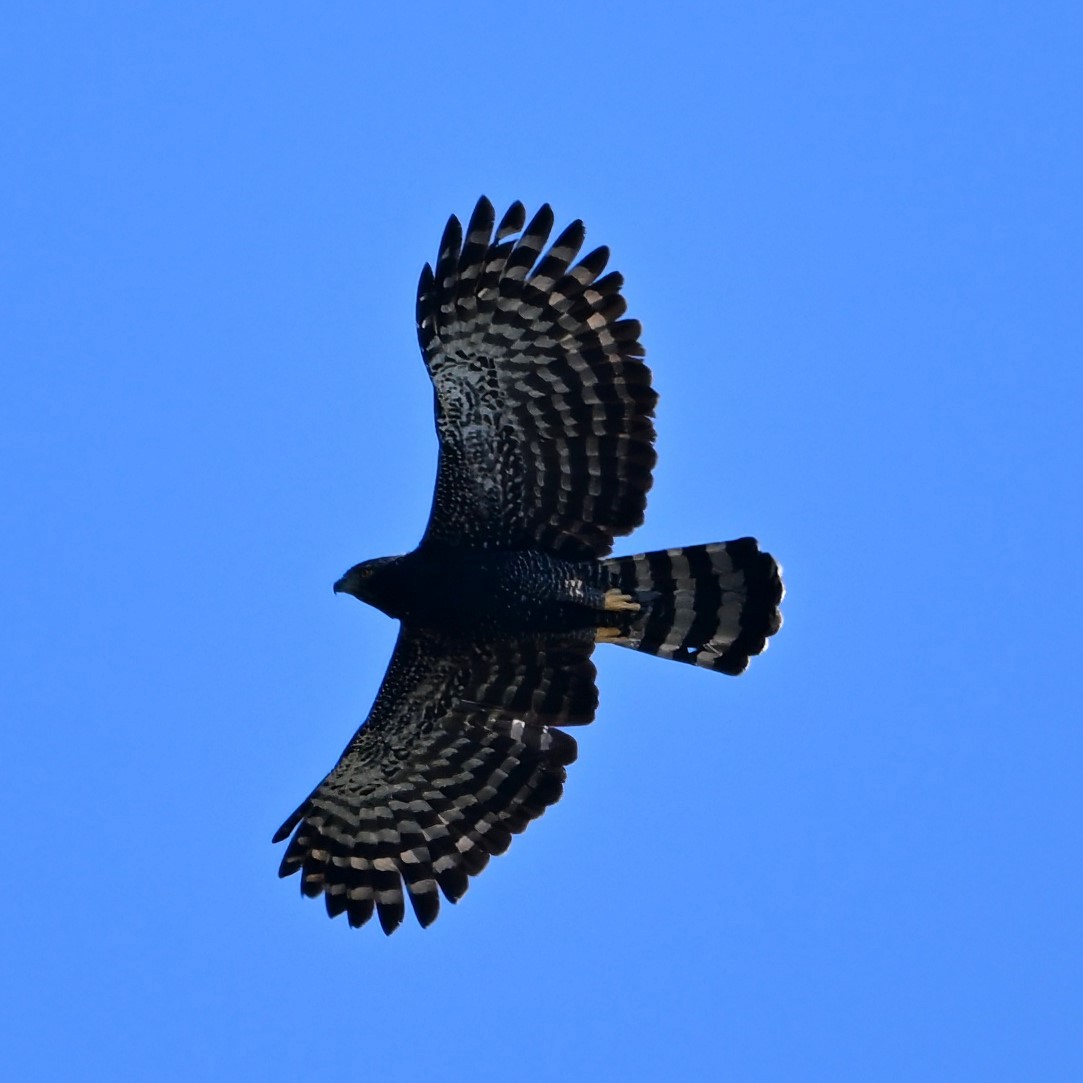 Black Hawk-Eagle - Alan Sankey  COHL