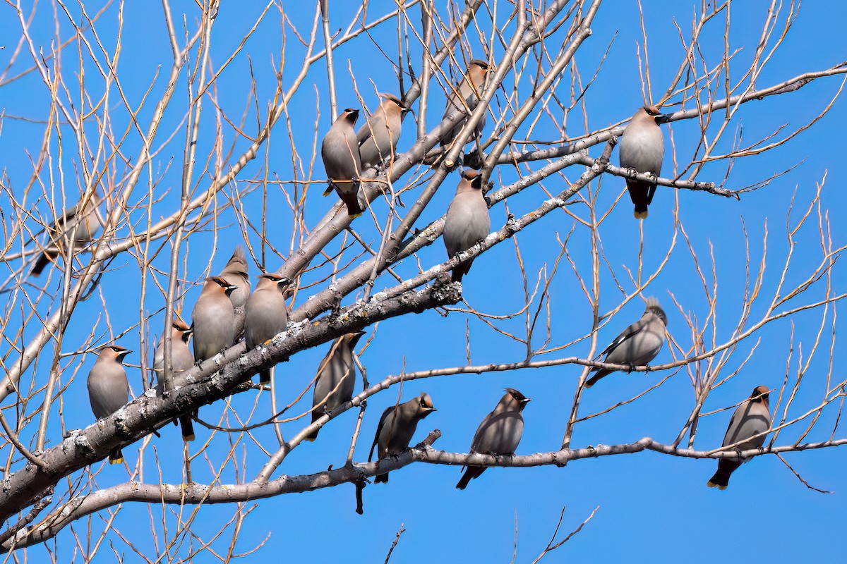 Bohemian Waxwing - ML615281655