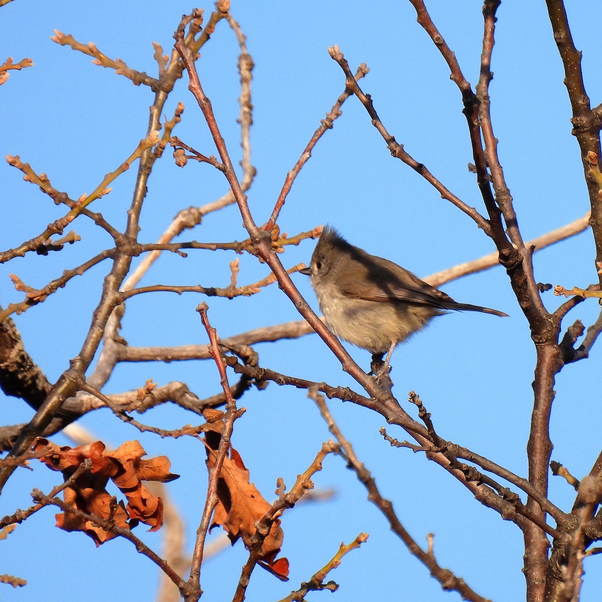 Oak Titmouse - Susan Kirkbride