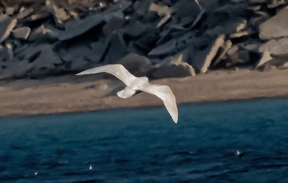 white-winged gull sp. - ML615281778
