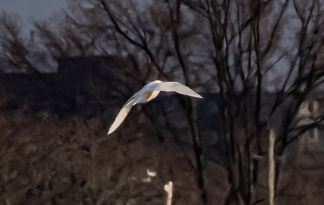 Larus sp. (white-winged gull sp.) - ML615281784