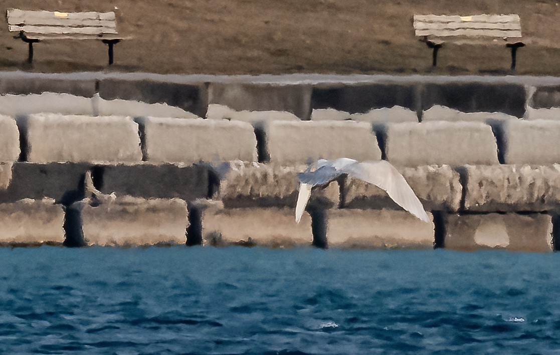 white-winged gull sp. - ML615281793