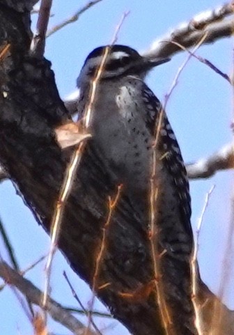 Ladder-backed Woodpecker - ML615281828