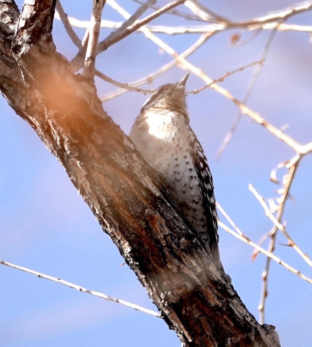 Ladder-backed Woodpecker - Peter Williams