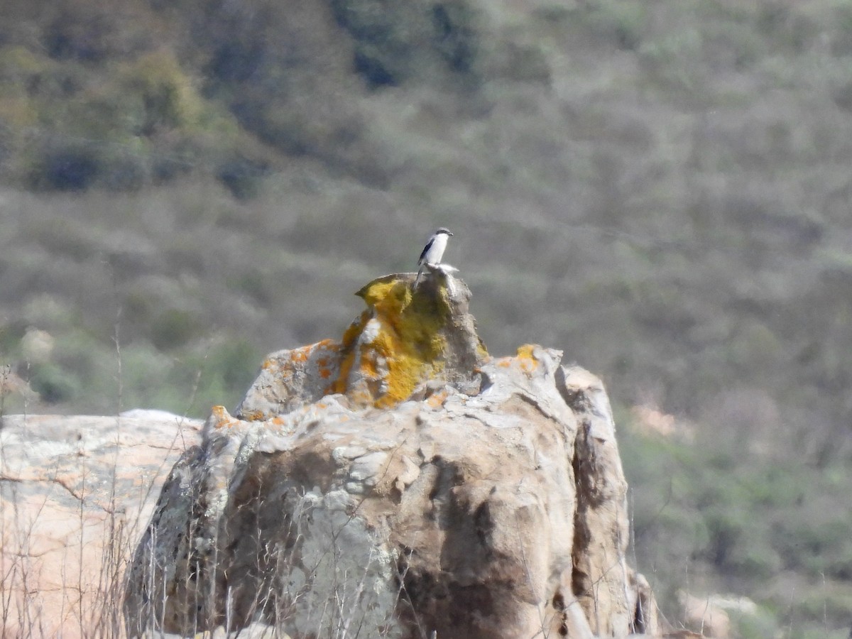 Loggerhead Shrike - ML615281964