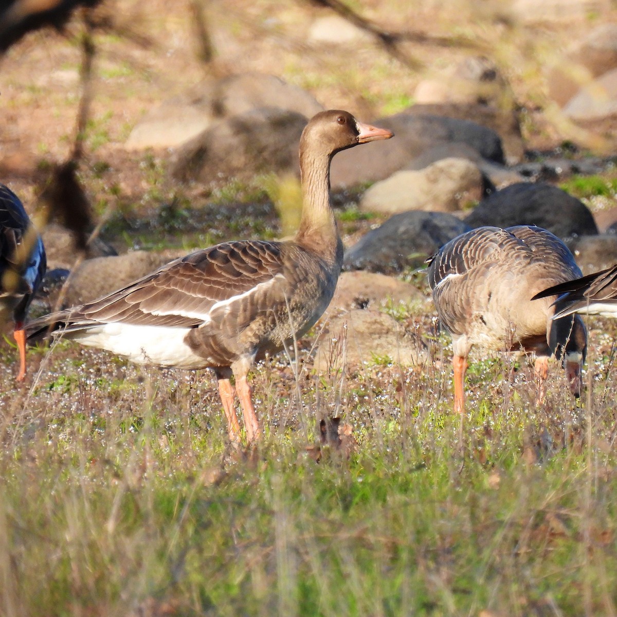 Greater White-fronted Goose - ML615281969