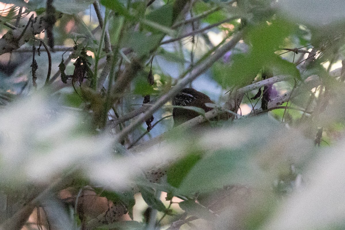 Gray-breasted Wood-Wren (Central American) - ML615281974