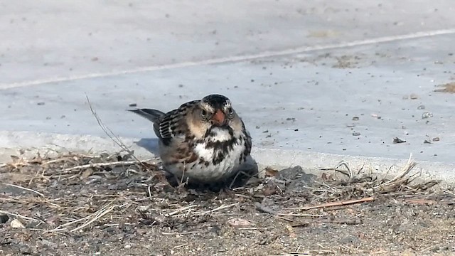 Harris's Sparrow - ML615281978