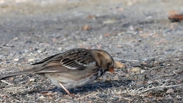 Harris's Sparrow - ML615281987