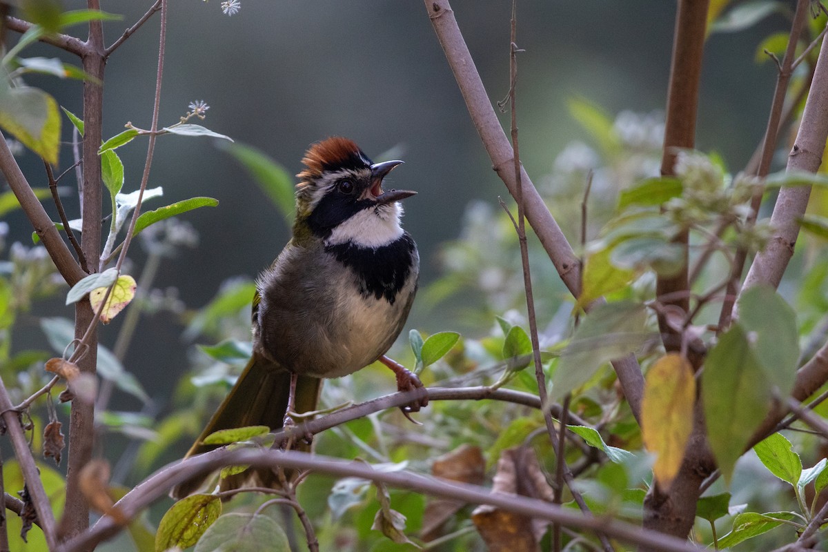 Collared Towhee - Caleb Strand