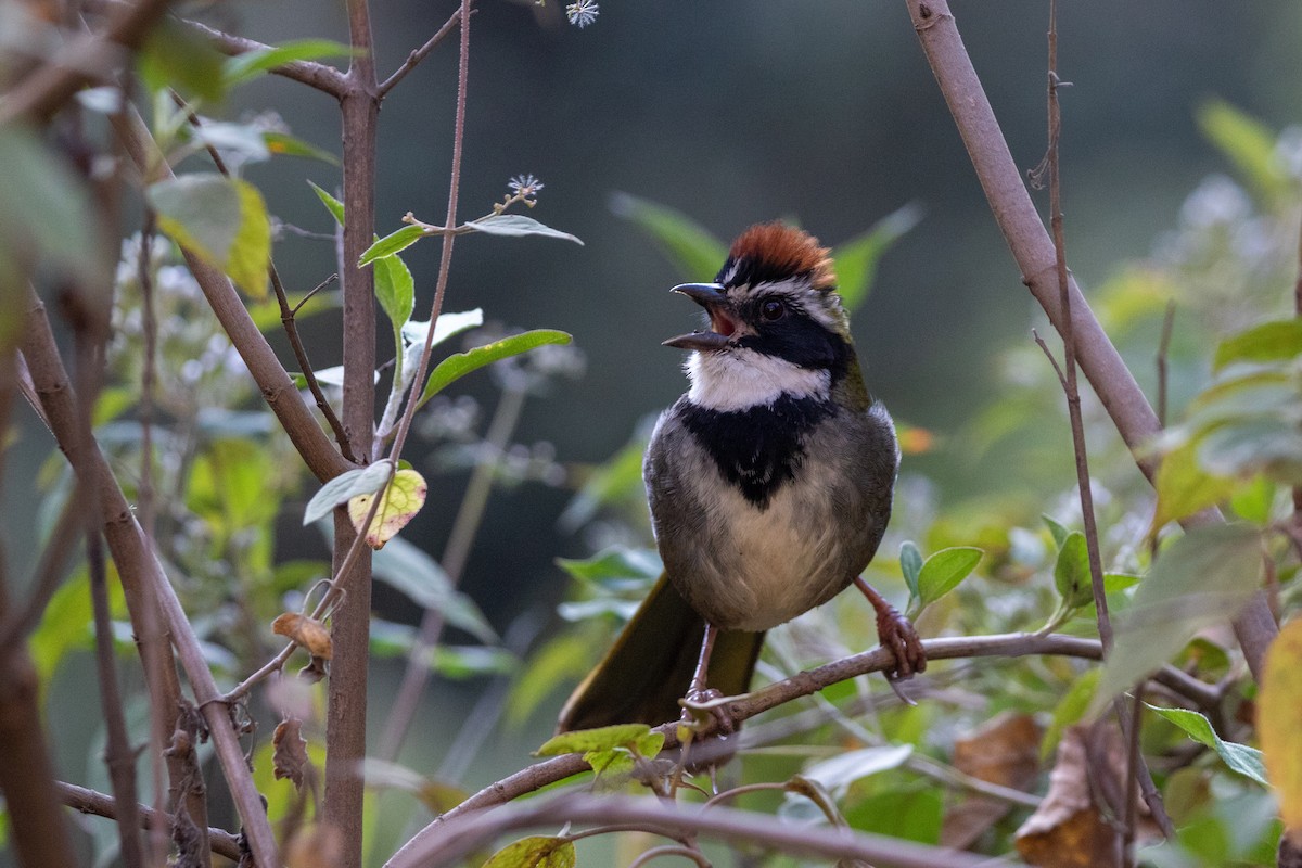 Collared Towhee - Caleb Strand