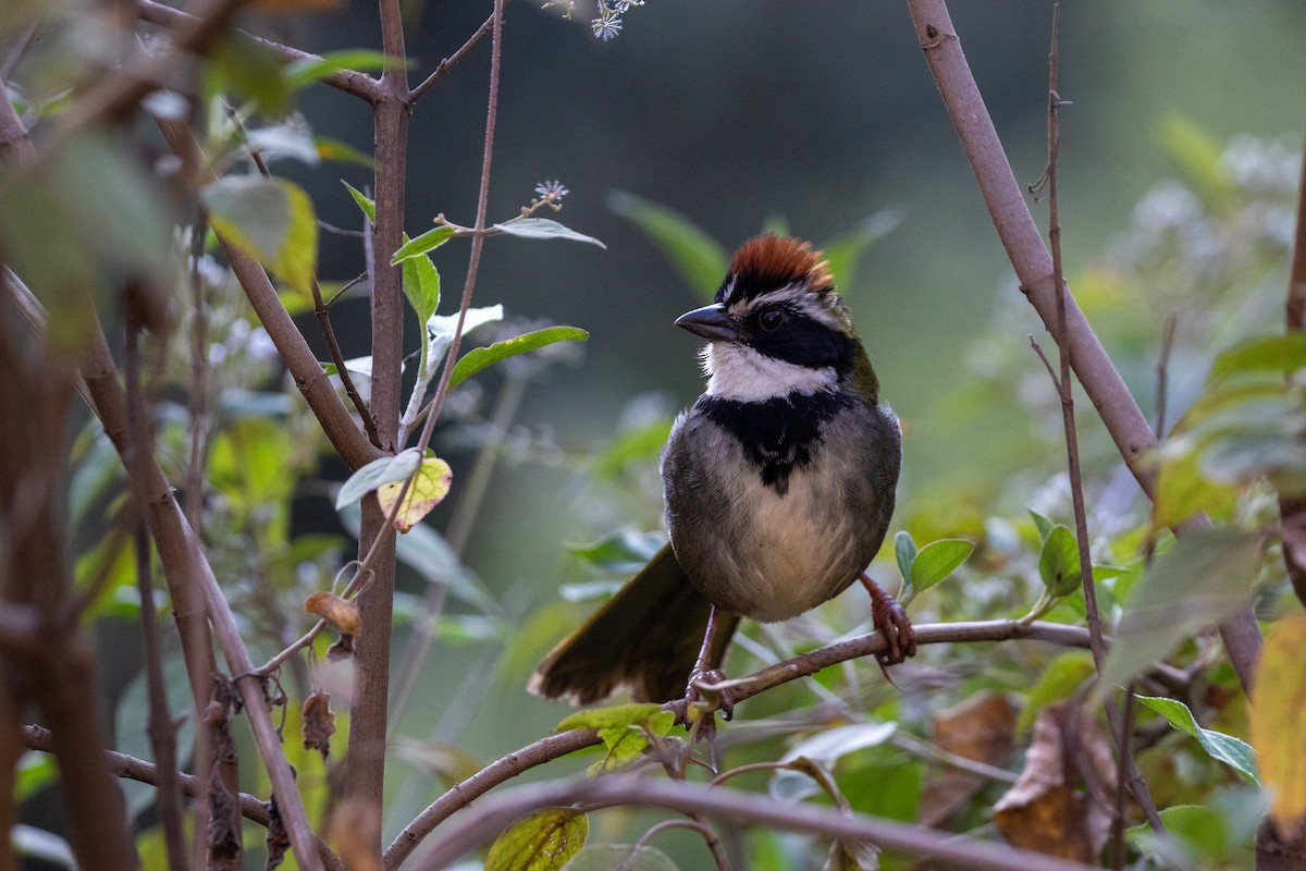 Collared Towhee - Caleb Strand