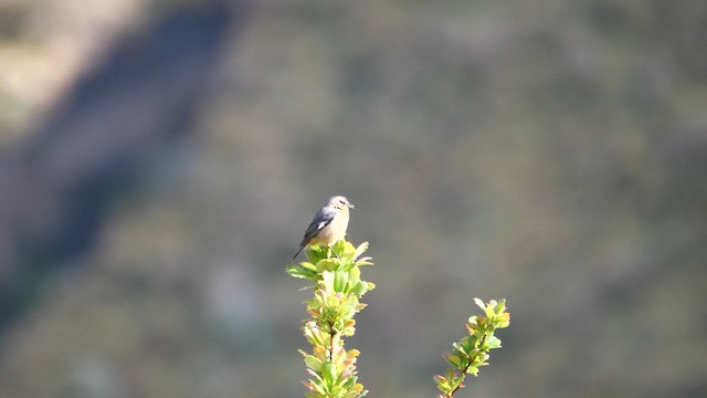 Cinereous Conebill - ML615282010