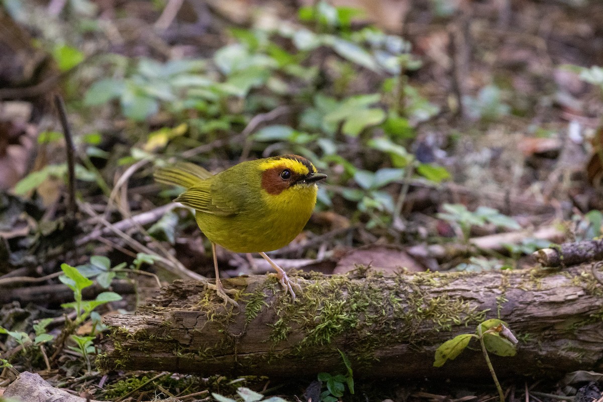 Golden-browed Warbler - ML615282052