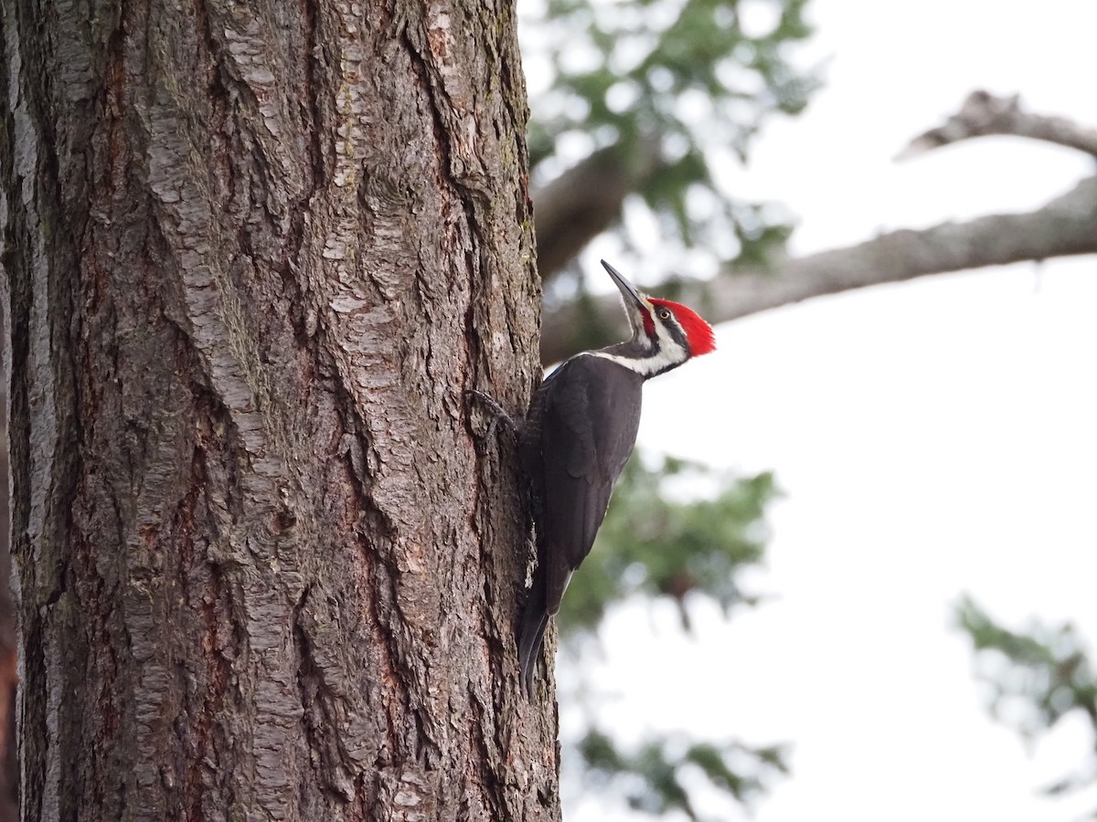Pileated Woodpecker - ML615282056