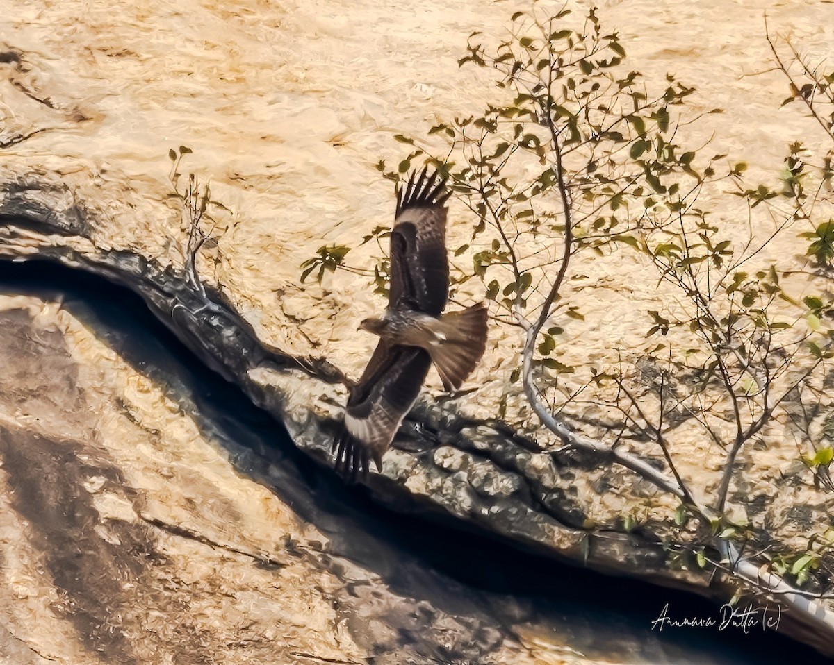 Black Kite (Black-eared) - Arunava Dutta