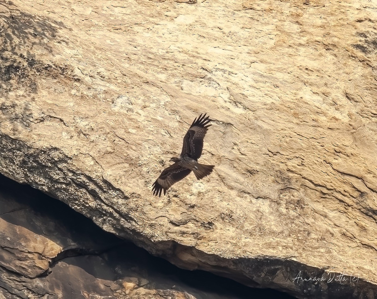 Black Kite (Black-eared) - Arunava Dutta