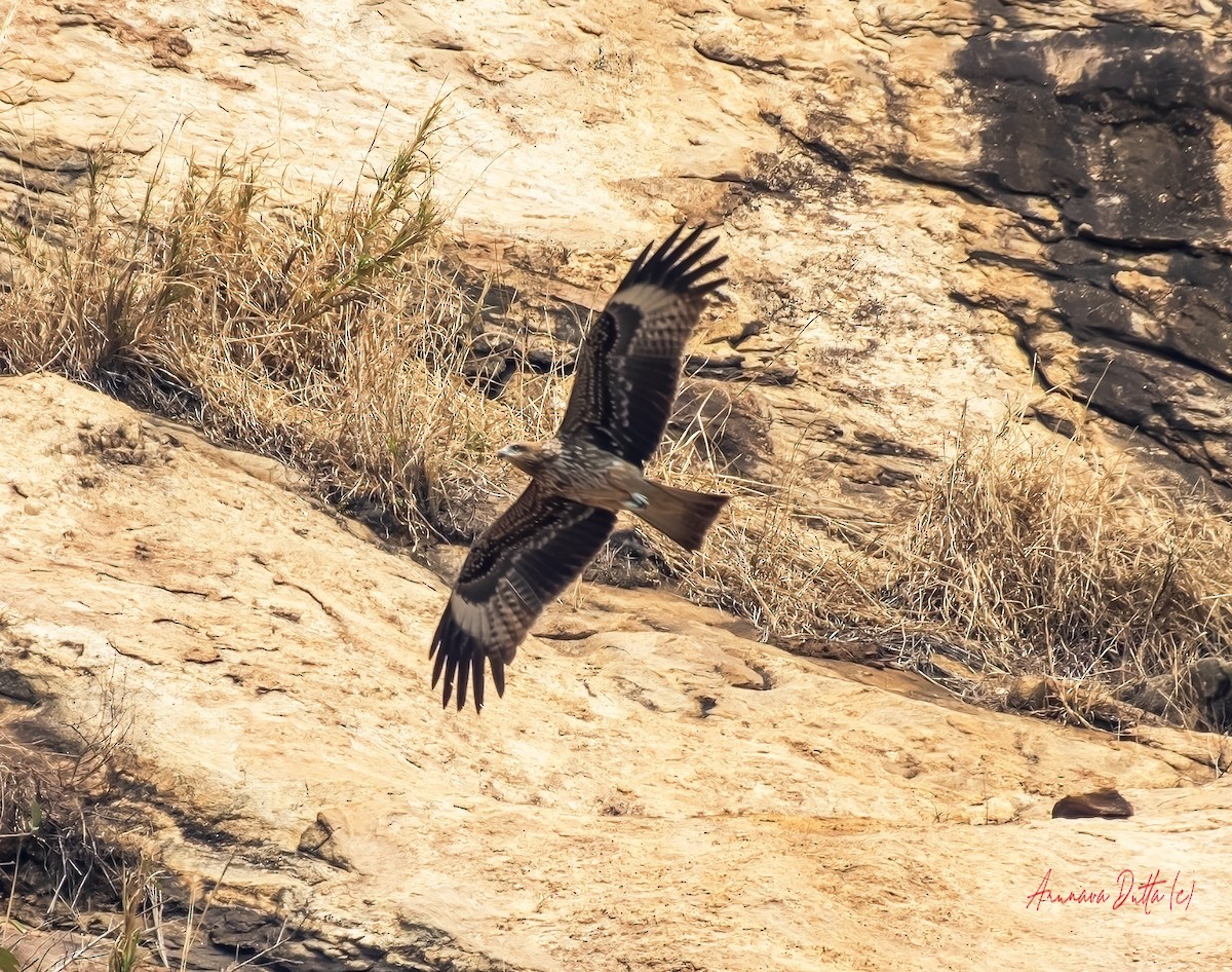 Black Kite (Black-eared) - Arunava Dutta