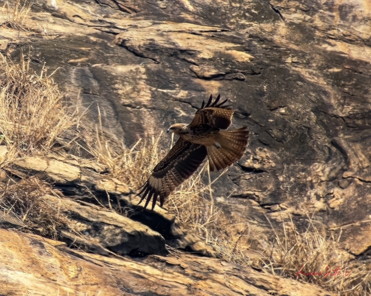 Black Kite (Black-eared) - Arunava Dutta