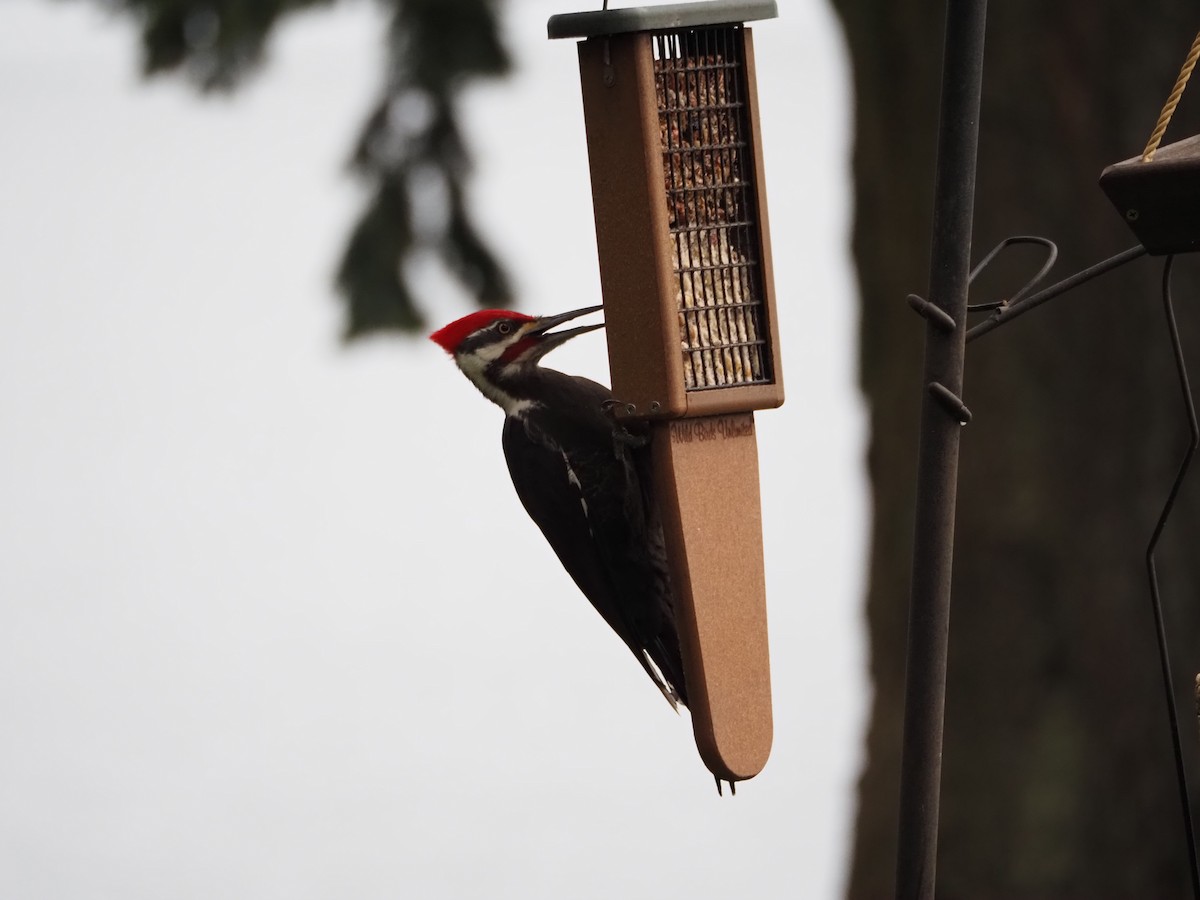 Pileated Woodpecker - ML615282087