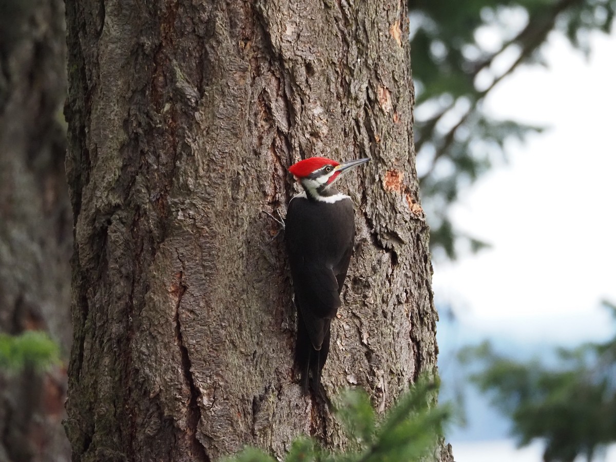 Pileated Woodpecker - ML615282088