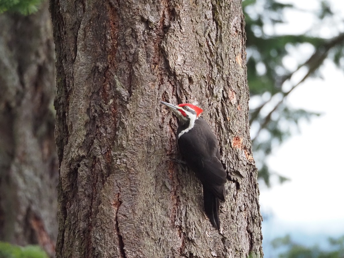 Pileated Woodpecker - ML615282089