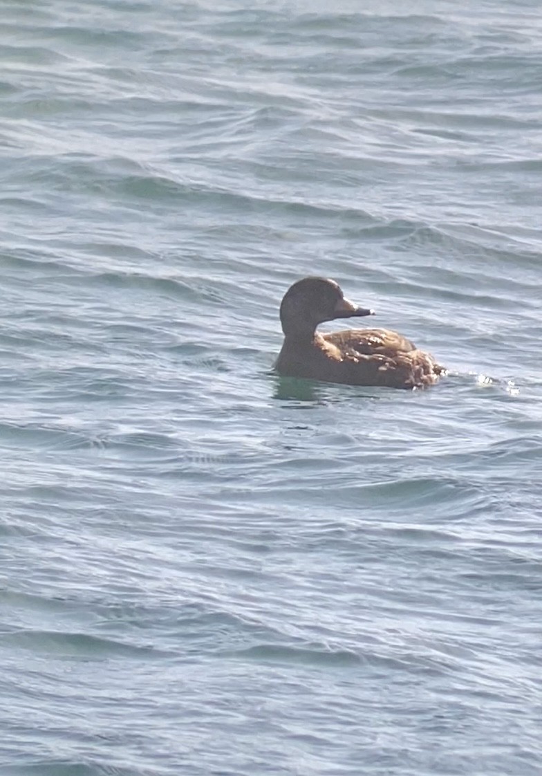 Black Scoter - ML615282115