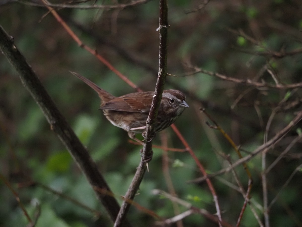 Song Sparrow - ML615282117