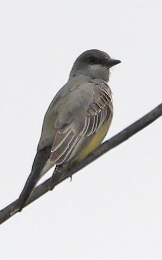 Cassin's Kingbird - ML615282143