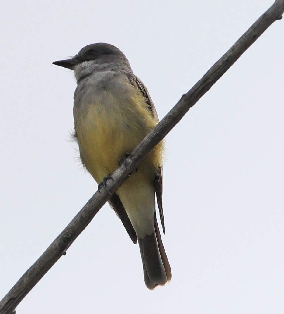 Cassin's Kingbird - George Nothhelfer