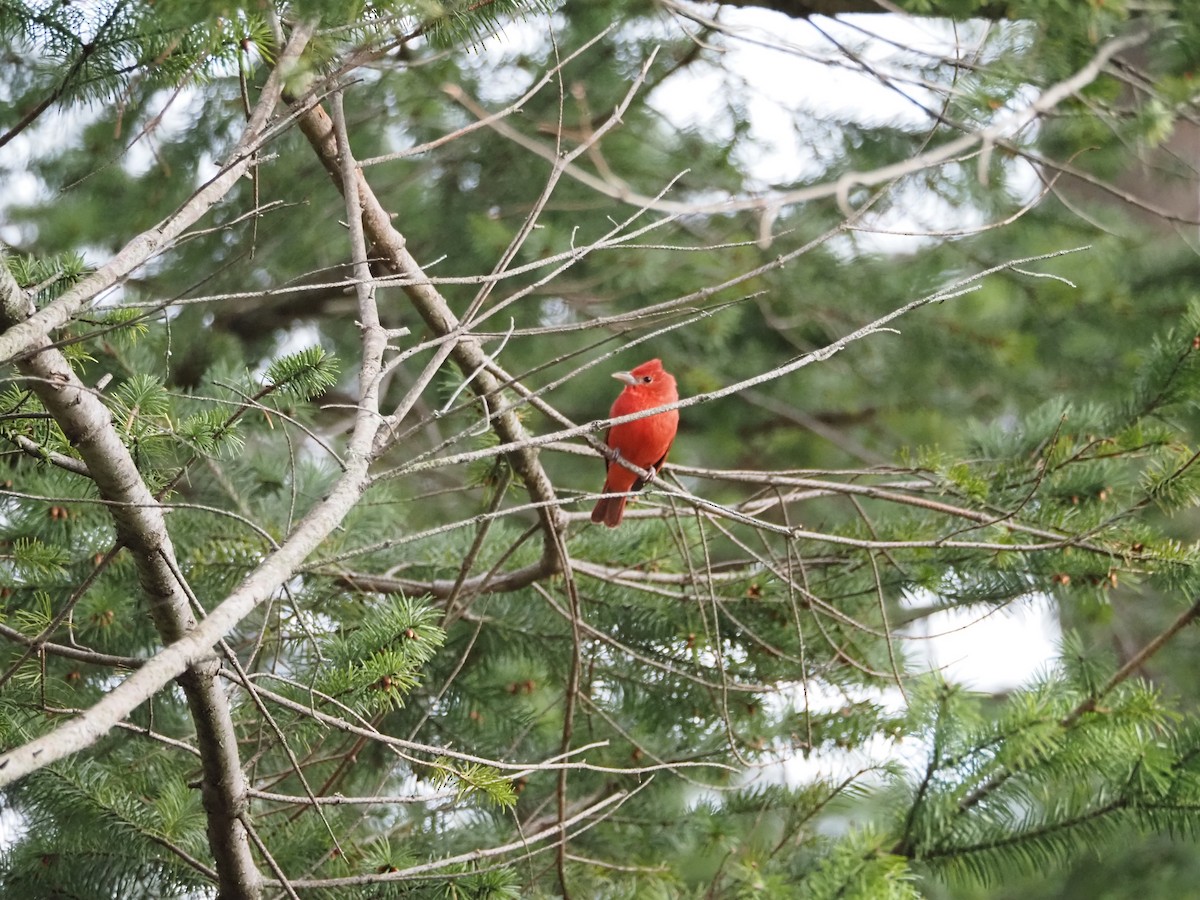 Summer Tanager - Jocelynn Johannesson