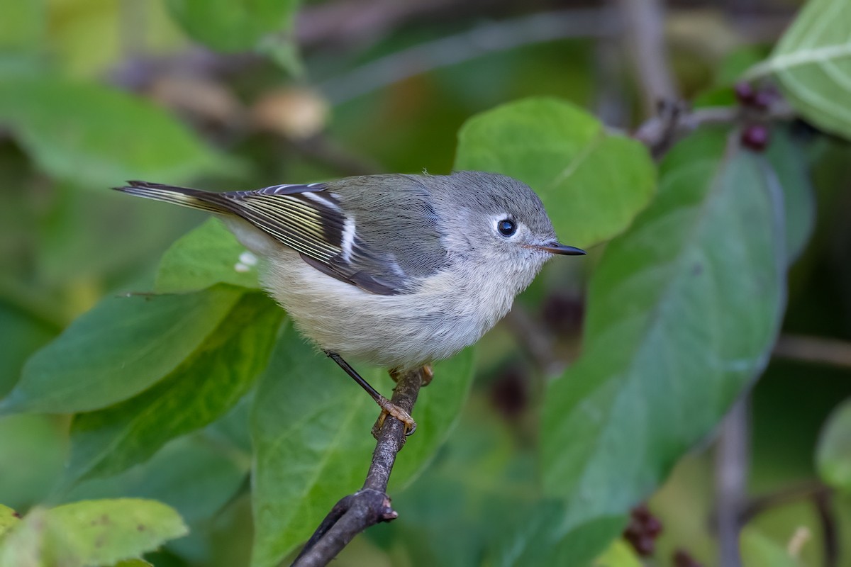 Ruby-crowned Kinglet - Peter F