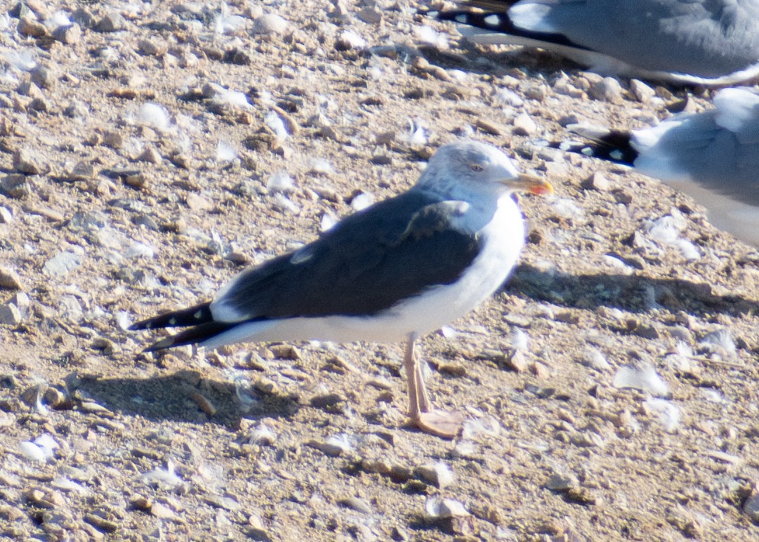 Lesser Black-backed Gull - ML615282209