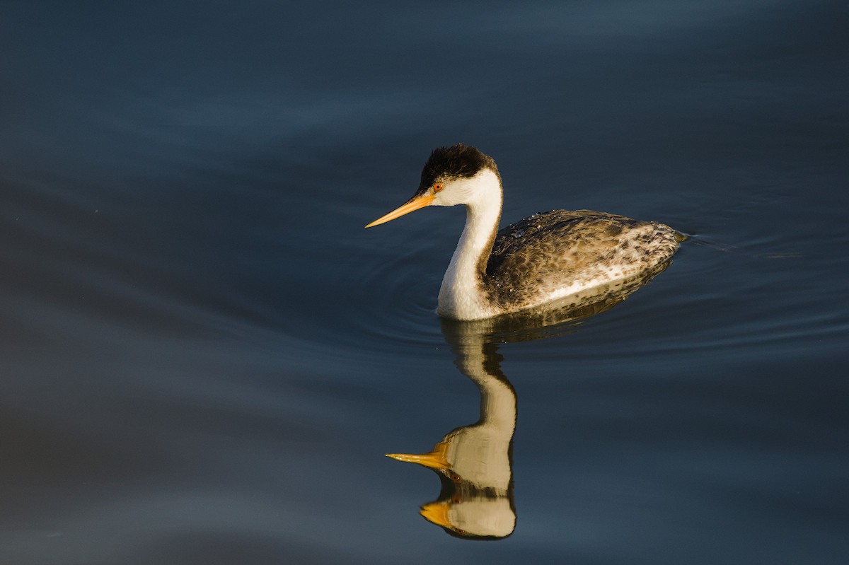 Clark's Grebe - ML615282240