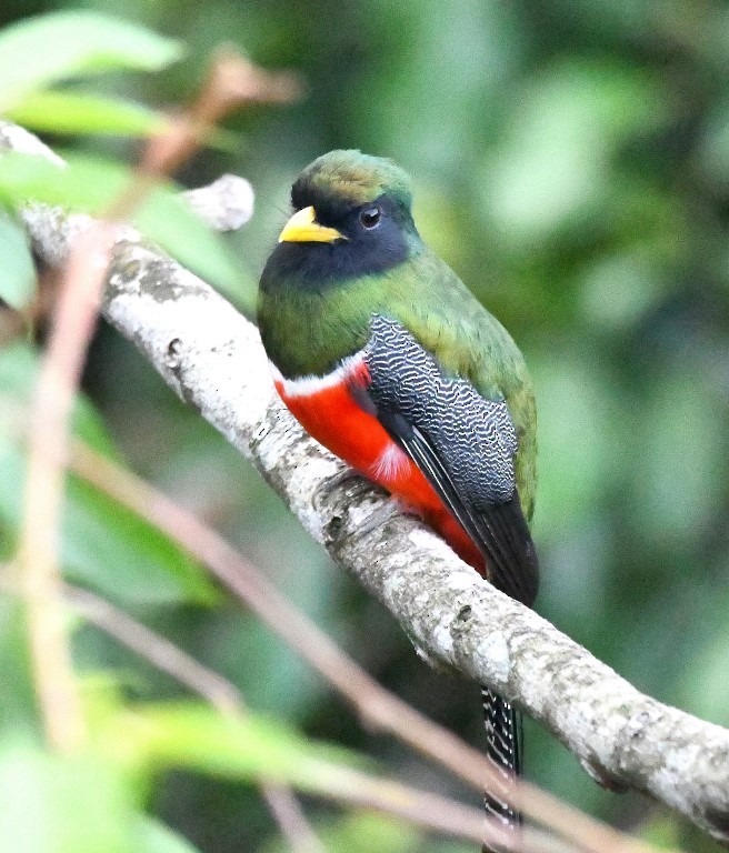 Collared Trogon - ML615282265