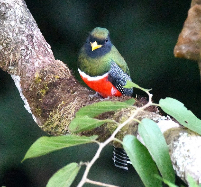 Collared Trogon - ML615282266