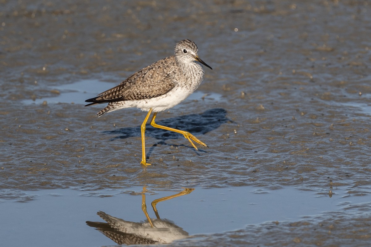 Lesser Yellowlegs - Al Halstead