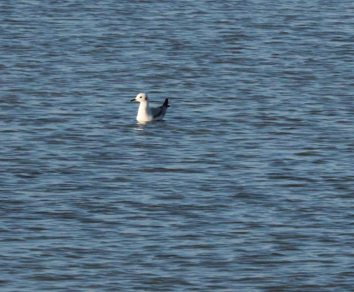 Bonaparte's Gull - ML615282417