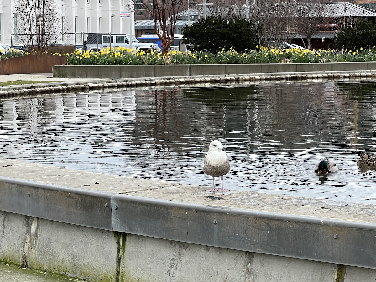 Iceland Gull (Thayer's) - ML615282425