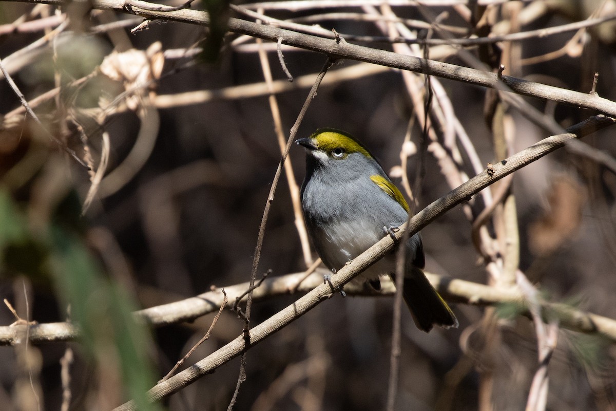 Slaty Vireo - Caleb Strand