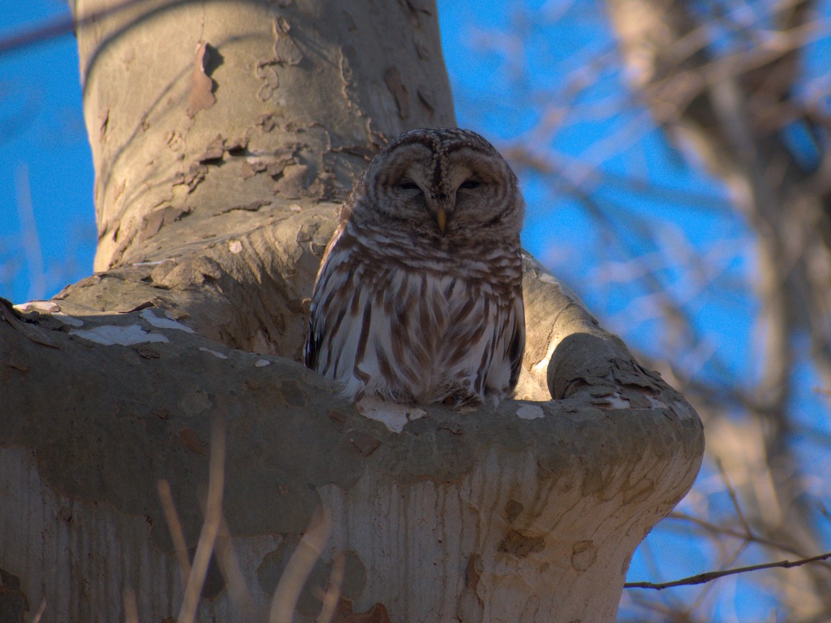 Barred Owl - ML615282460