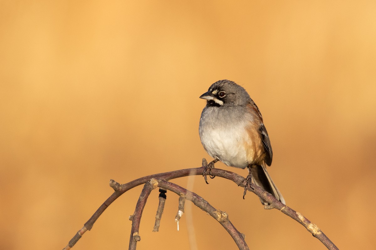 Bridled Sparrow - ML615282525