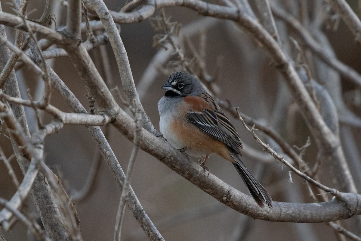 Bridled Sparrow - ML615282534