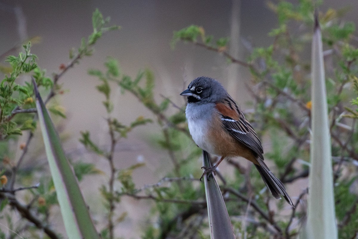 Bridled Sparrow - ML615282536