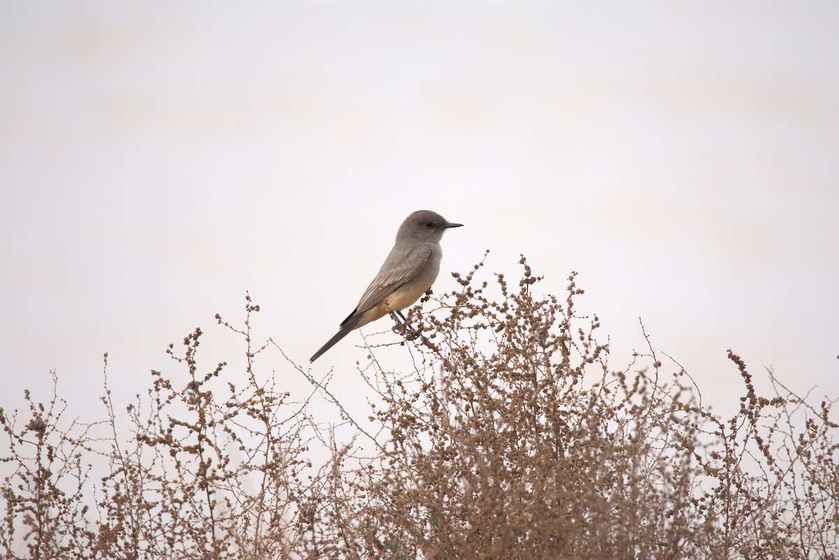 Say's Phoebe - ML615282561