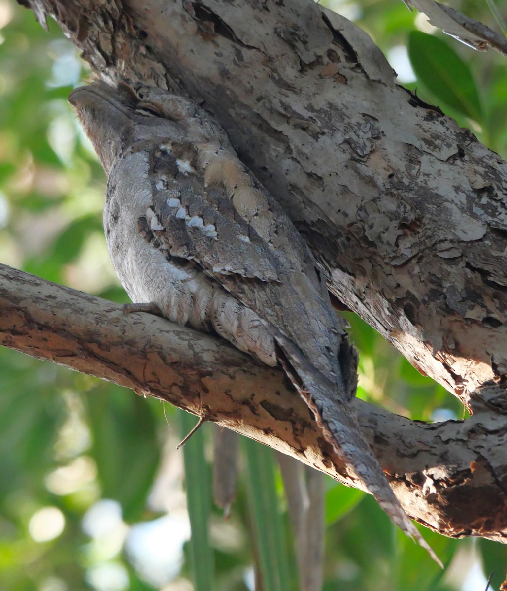 Papuan Frogmouth - Annette Foy