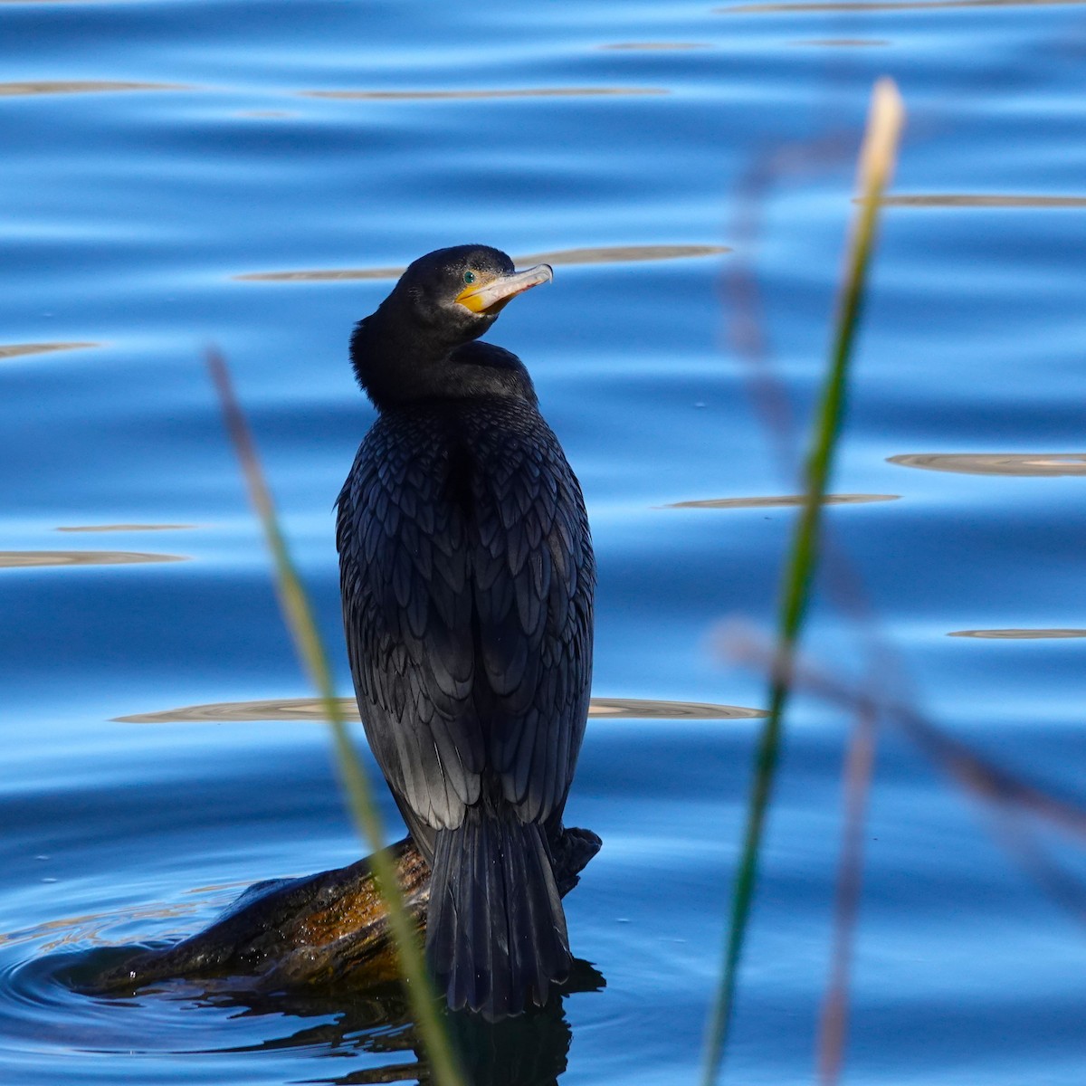 Neotropic Cormorant - ML615282745