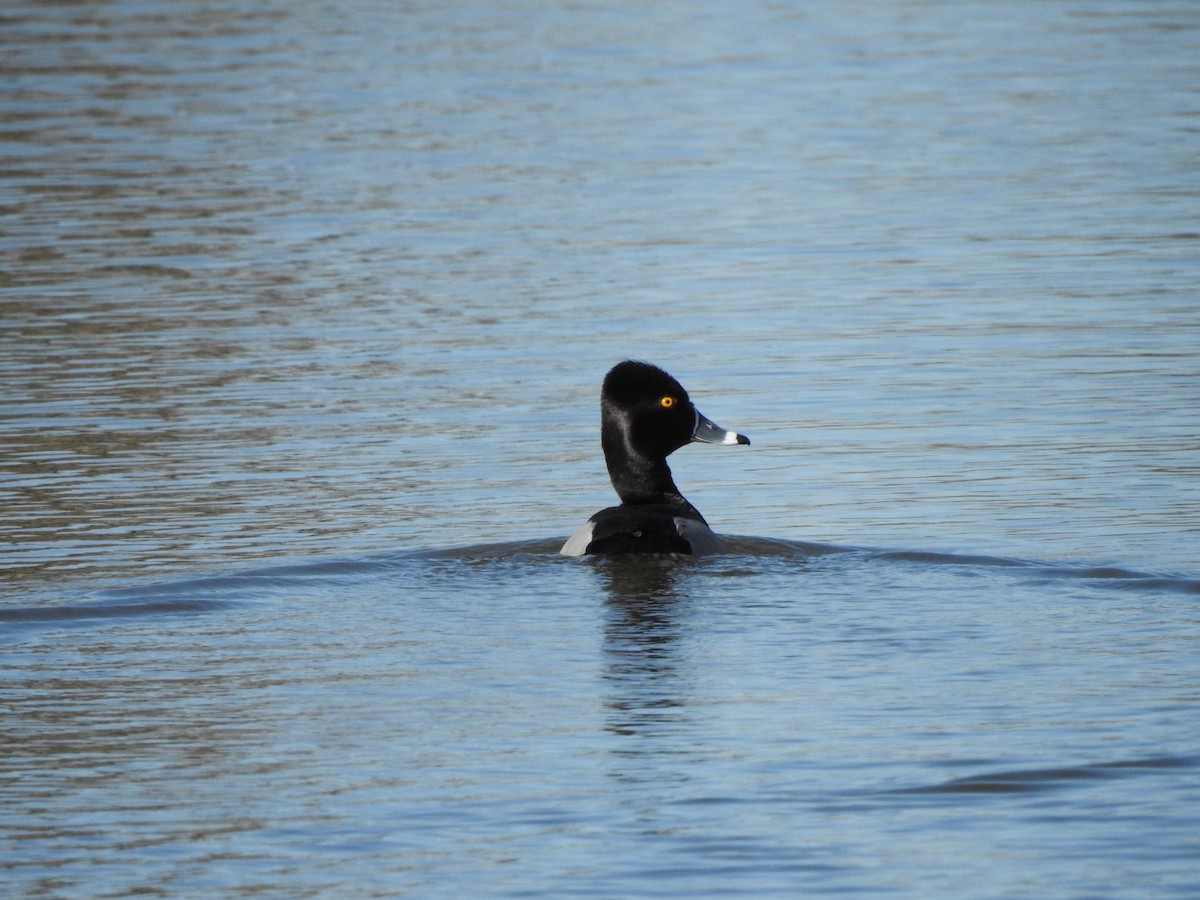 Ring-necked Duck - ML615282874