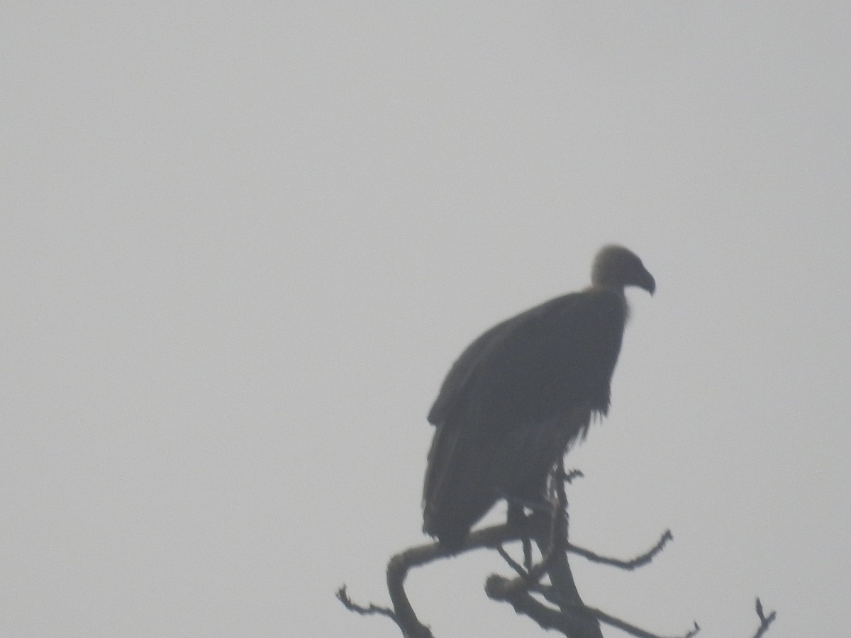 White-rumped Vulture - ML615282933