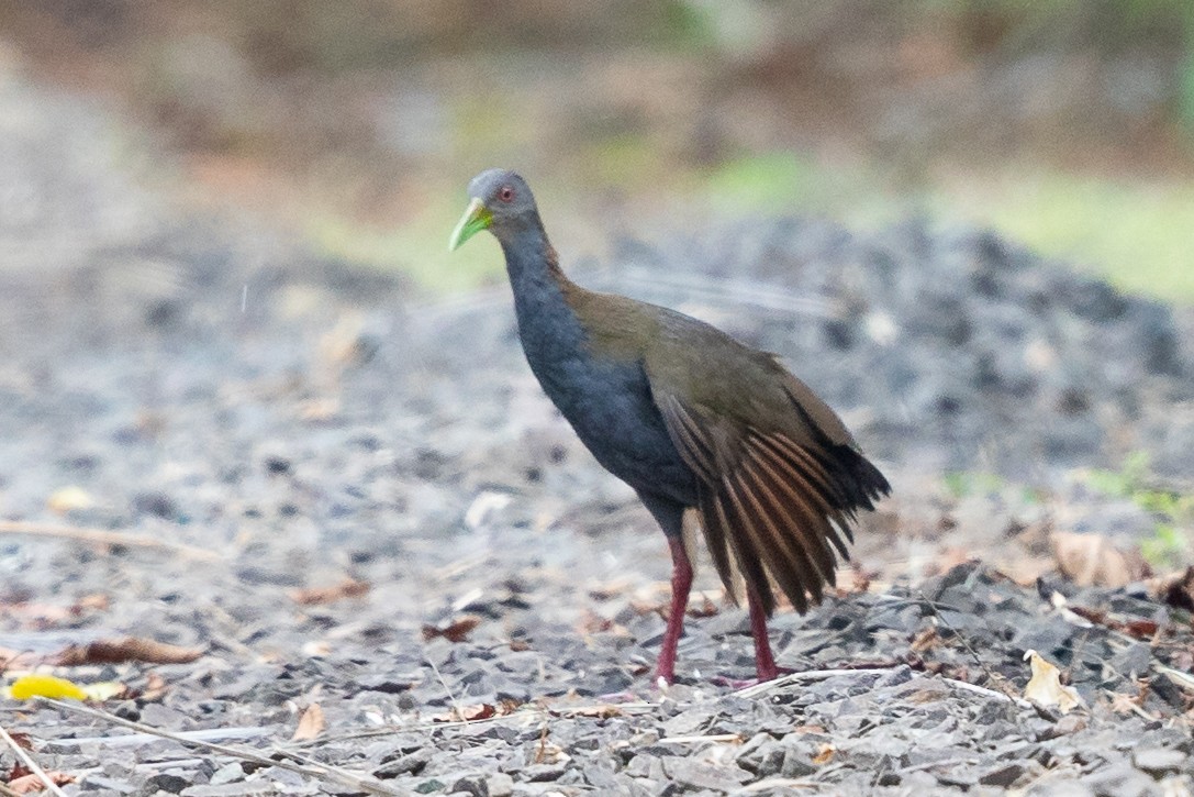 Slaty-breasted Wood-Rail - ML615283044